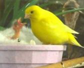 Feeding Baby Canaries