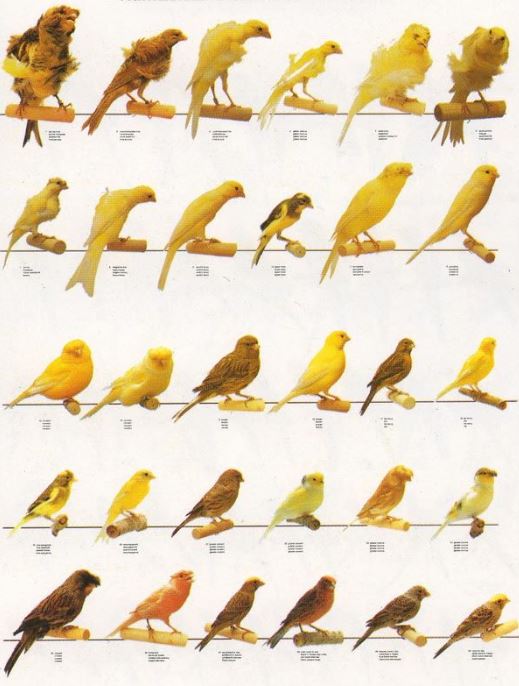 Canary Varieties