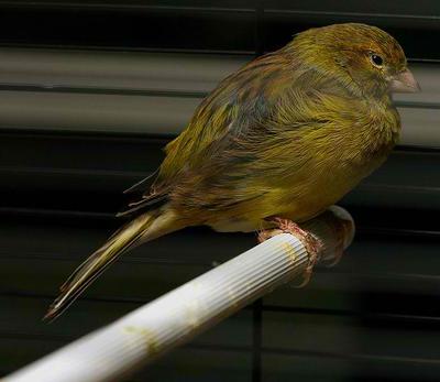 A listless canary may be simply resting during the molt or is sick.