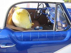 Take Your Pet Canary Bird With You?  Why Not!<BR>photo by skeggy/flickr.com