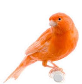 orange red canary