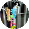 Parakeet in cage Parakeet in cage
