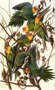 Parakeet painting Parakeet painting