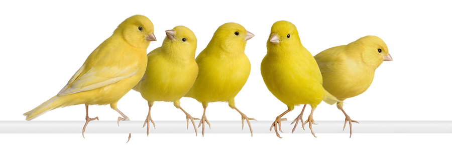 Smart Canary Care Will Make Your Canary Bird Sing