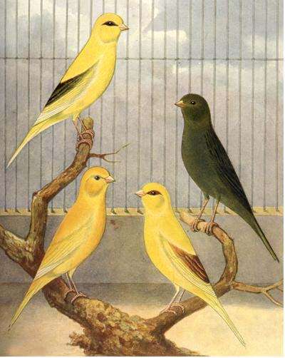Border Canary painting