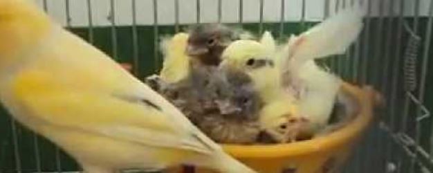 Canary Nest