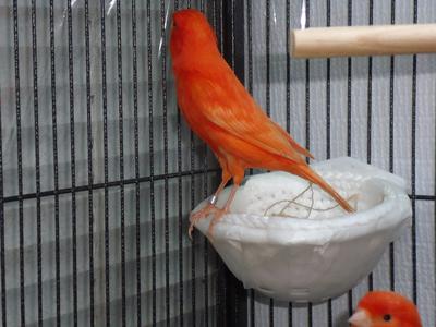 Red CB Male Canary