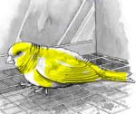 sick canary yellow