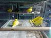 canaries for sale