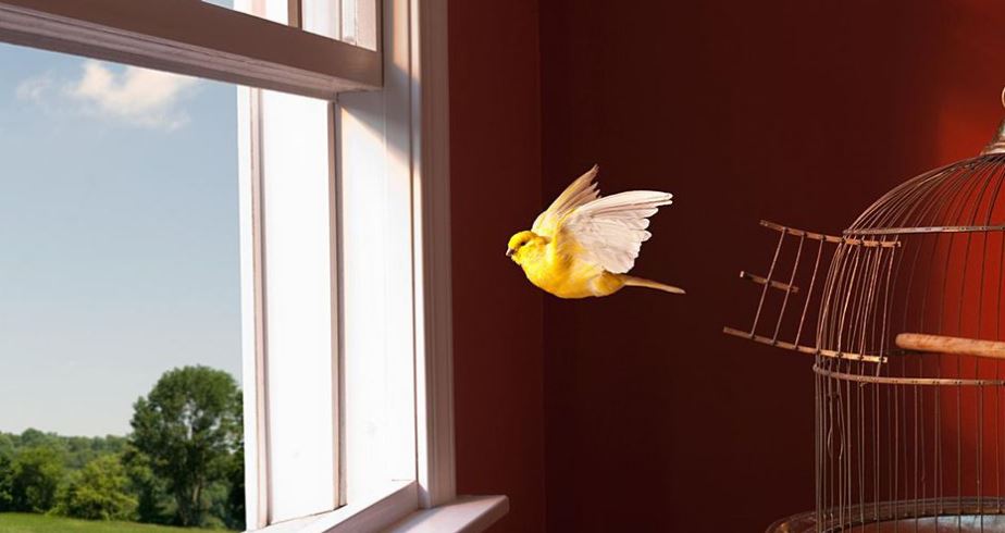 Exercising pet canary