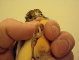 Canary With Bump on Foot and Toe.