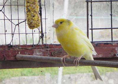 Canary Bird in Cage