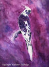 Cockatiel painting Cockatiel painting