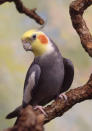 cockatiel