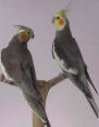 Cockatiels Cockatiels