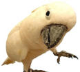 Cockatoo