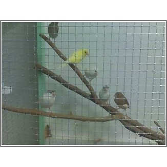 Canary Birds in Flight Cage