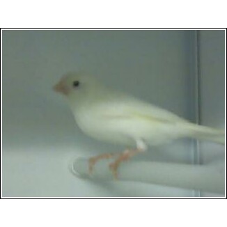 Canary Bird in Show Cage