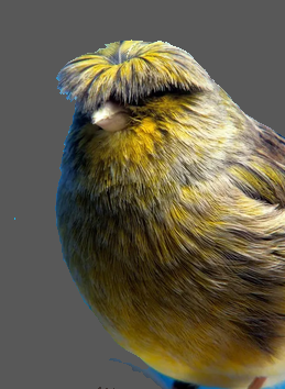 crested-canary
