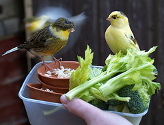 2 Pet Canary Birds Enjoying Greens and Egg-Food. <BR>photo by the.deanery/flickr.com