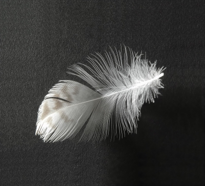 canary feather