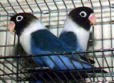 lovebirds blue