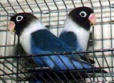 lovebirds blue lovebirds blue