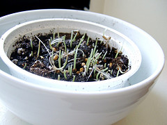 Using Canary Seed To Grow Fresh Grass For Canary Food<BR>Photo by lesterhead at flickr.com