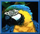 Parrot Blue Parrot Blue