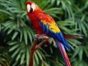 Parrot Parrot