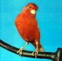 Red Color Canary