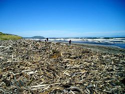 Driftwood on a beach in New Zealand