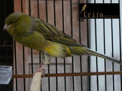 Green canary sales bird