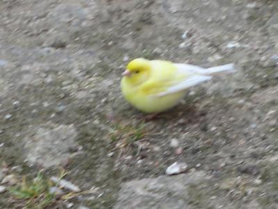 Canary Bird on ground.