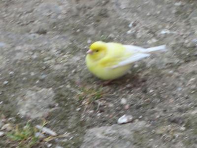 Wild canary bird cheap