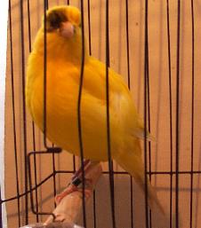 Yellow Border Canary