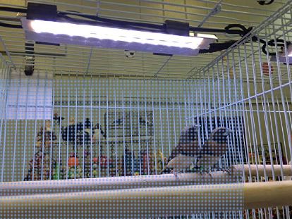 full spectrum lighting for canary cages location
