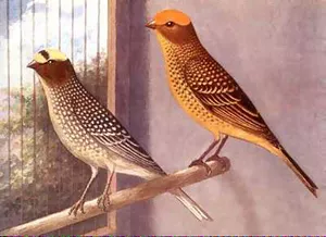 Canary Types Include The Lizard Canary