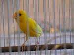 Russian canary