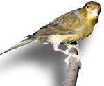 Spanish Timbrado Canary