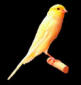 Yorkshire Canary Yellow