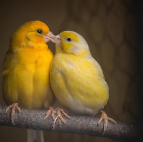 all-about-breeding-canaries