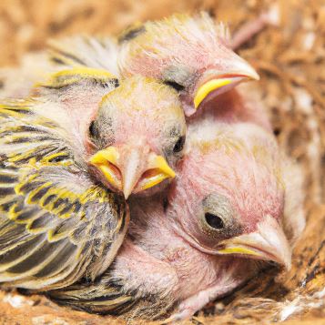 baby-canary-chicks