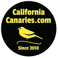 california-canaries