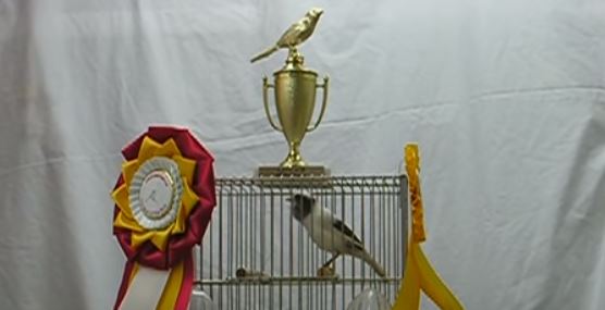 Champion Song Canaries