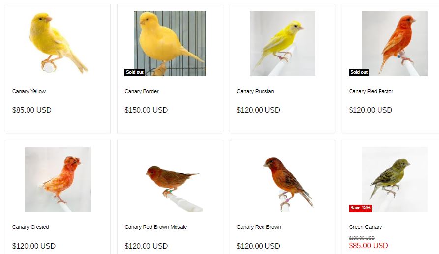 canaries for sale newyorkbirdsupply