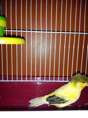 This canary looks yellow in the pics but he is very peach colored.