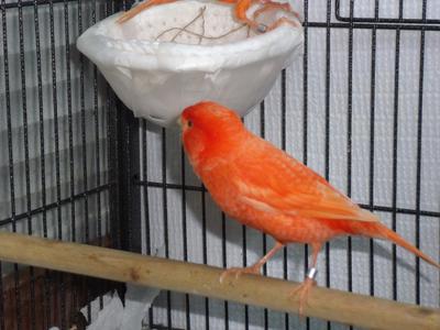 Red CB Hen Canary 