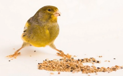 canary eating canary seed
