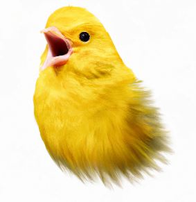 canary bird singing pencil